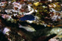 ムナテンベラの幼魚