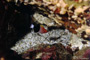 キツネベラの幼魚