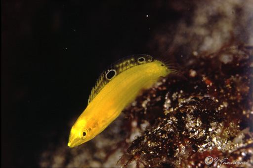 コガネキュウセンの幼魚