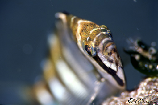 ユウダチタカノハダイの幼魚