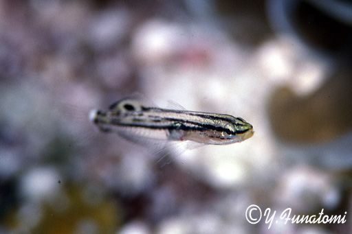 キンセンハゼの幼魚
