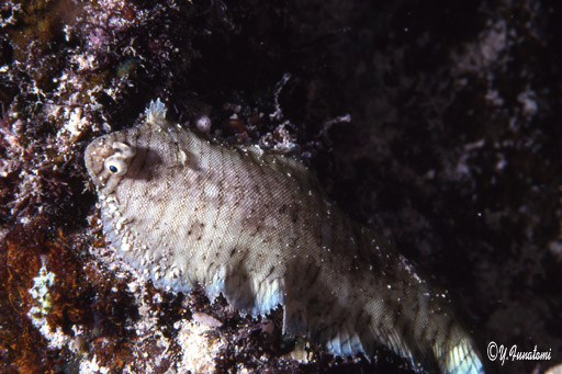サザナミウシノシタの幼魚